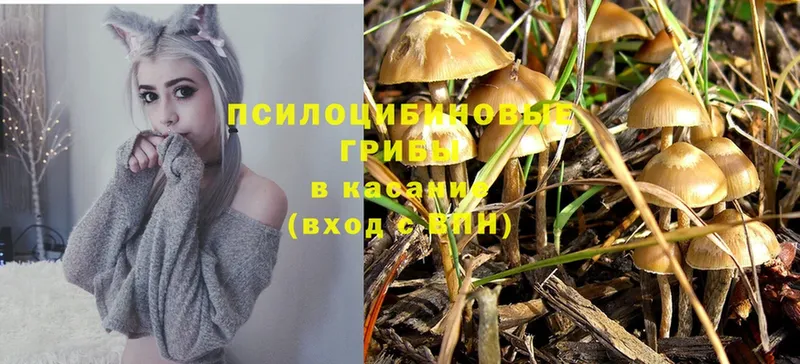 blacksprut ссылки  Фурманов  Галлюциногенные грибы Psilocybe 